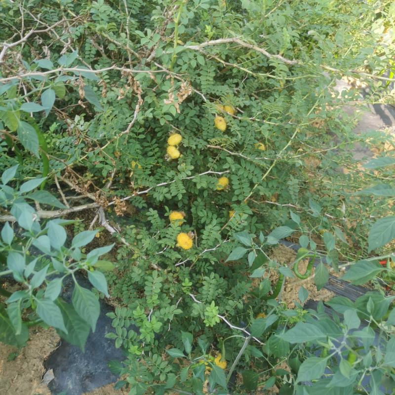 【牛商推荐】贵州毕节野生刺梨，量大从优，货源充足