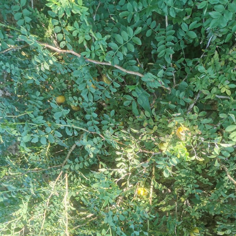 【牛商推荐】贵州毕节野生刺梨，量大从优，货源充足
