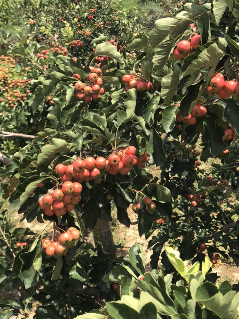 【精选】山楂树山西特色山楂树根系发达现挖现发