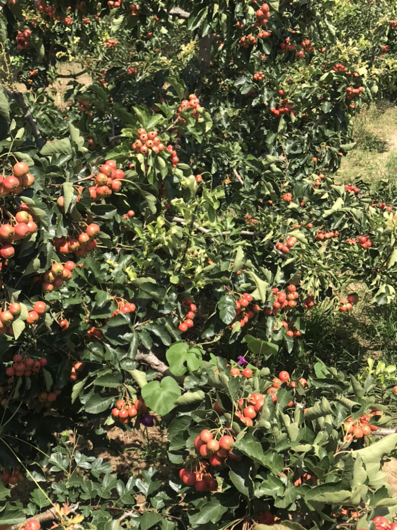【精选】山楂树山西特色山楂树根系发达现挖现发