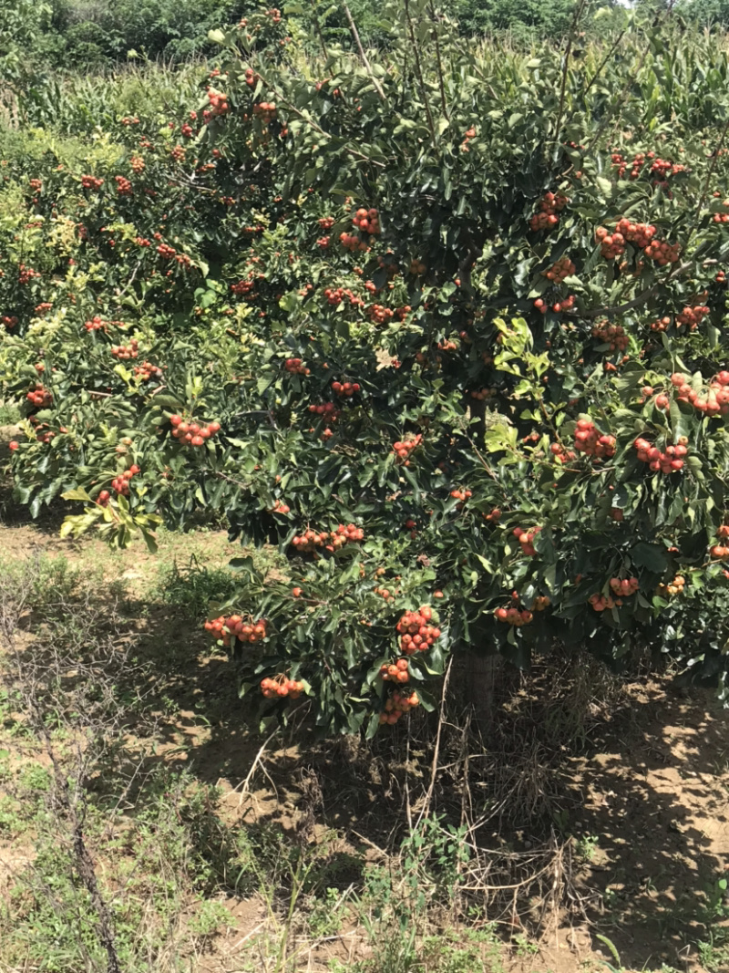 【精选】山楂树山西特色山楂树根系发达现挖现发