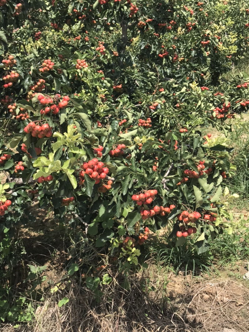 【精选】山楂树山西特色山楂树根系发达现挖现发