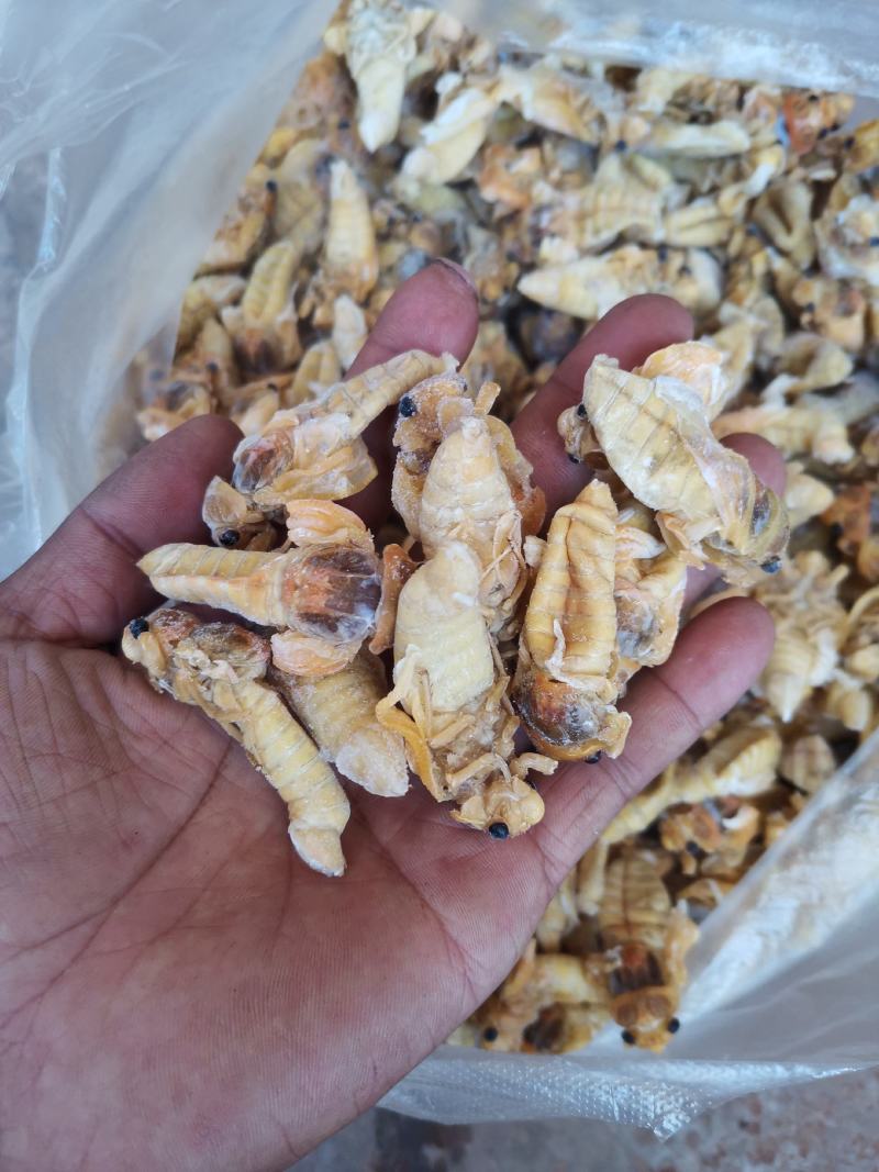 野生竹林金蝉、银蝉，品质选货，产地直发，批发零售！