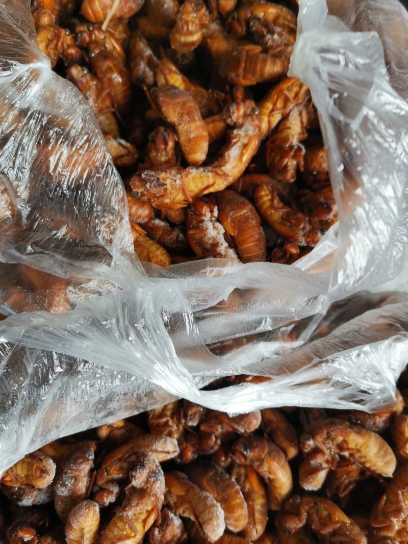 野生竹林金蝉、银蝉，品质选货，产地直发，批发零售！