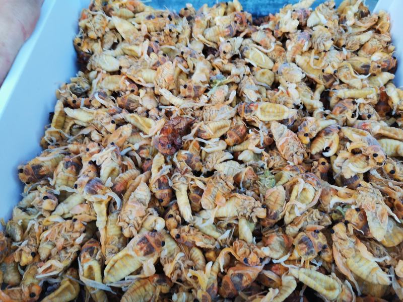 野生竹林金蝉、银蝉，品质选货，产地直发，批发零售！