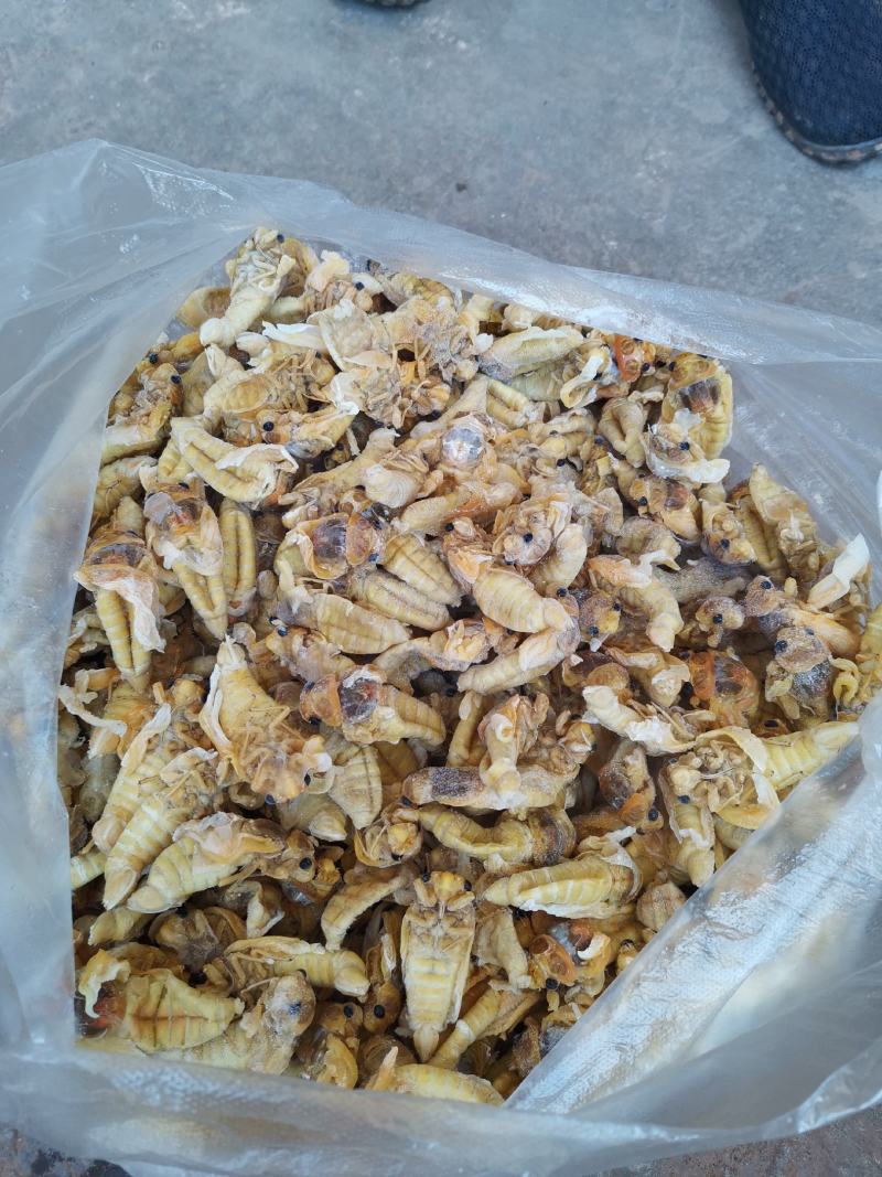 野生竹林金蝉、银蝉，品质选货，产地直发，批发零售！