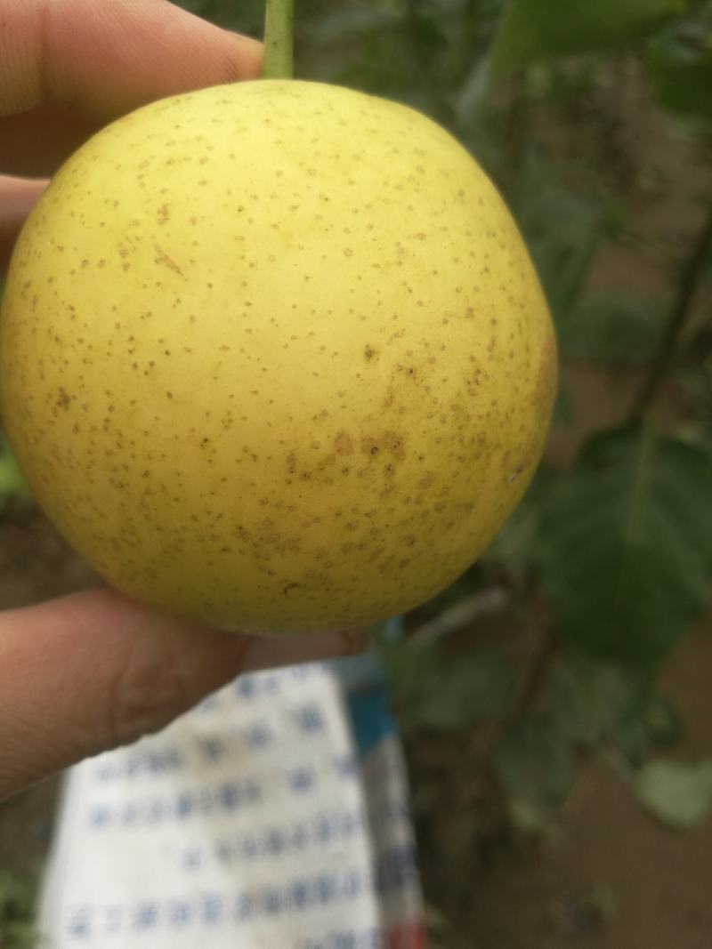 河南批发梨树苗新品种梨树梨苗酥脆一号，秋月，圆黄