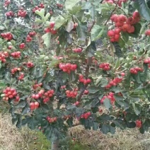 供应早熟大棉球山楂质量杠杠的可实地看货考察