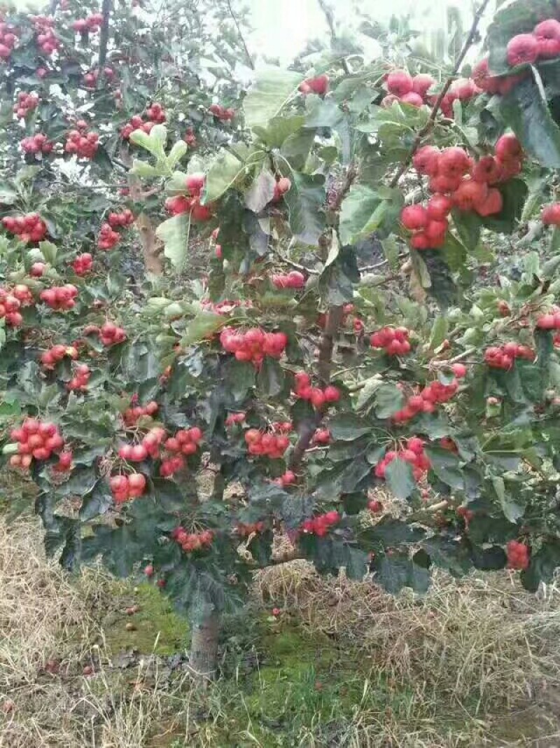 供应早熟大棉球山楂质量杠杠的可实地看货考察