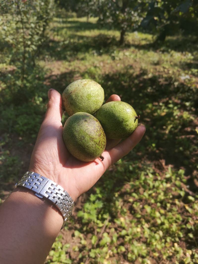 鲜核桃，新鲜青皮核桃