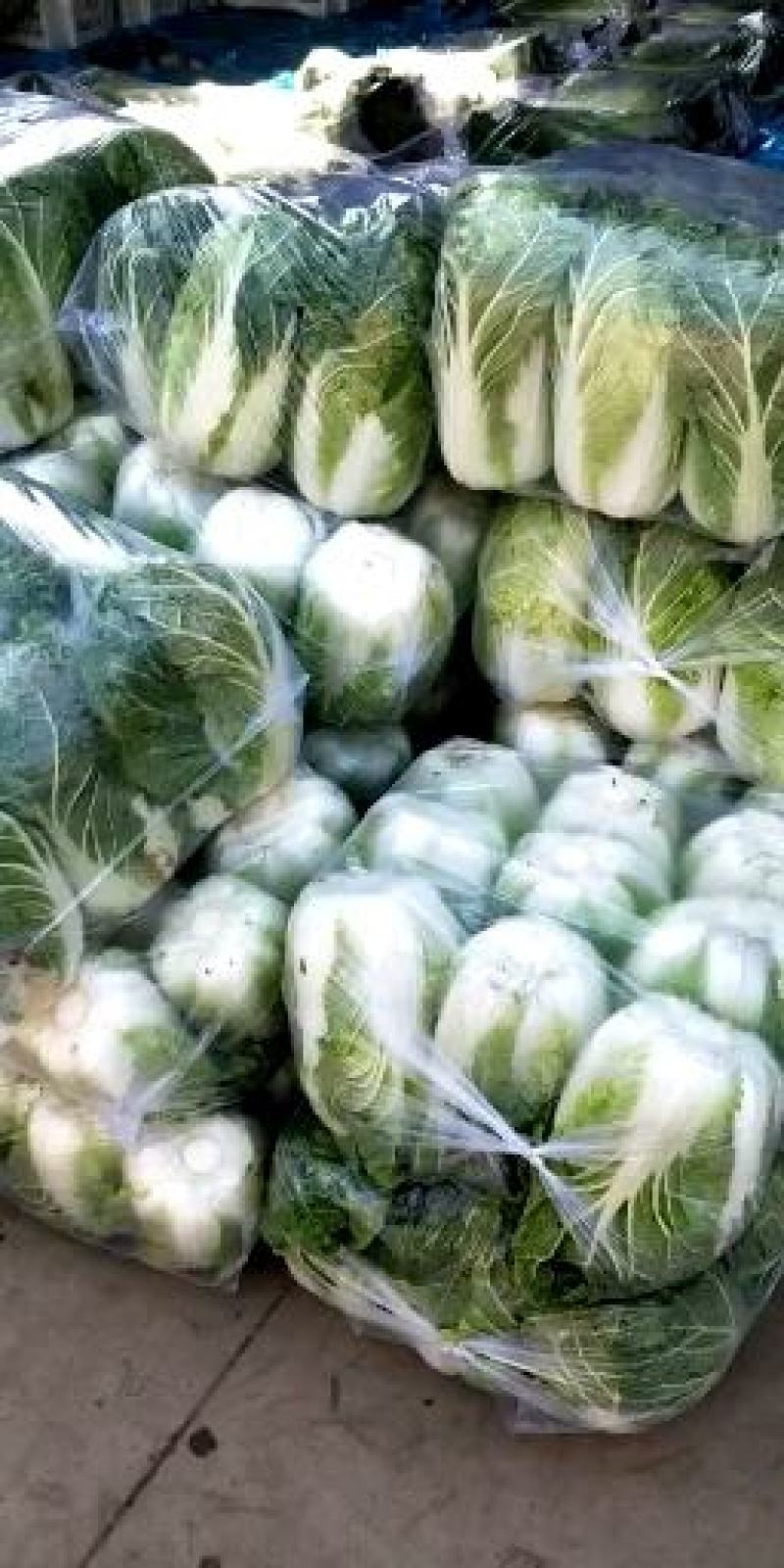 黄心菜白菜4~6斤净菜质量保证现采现发