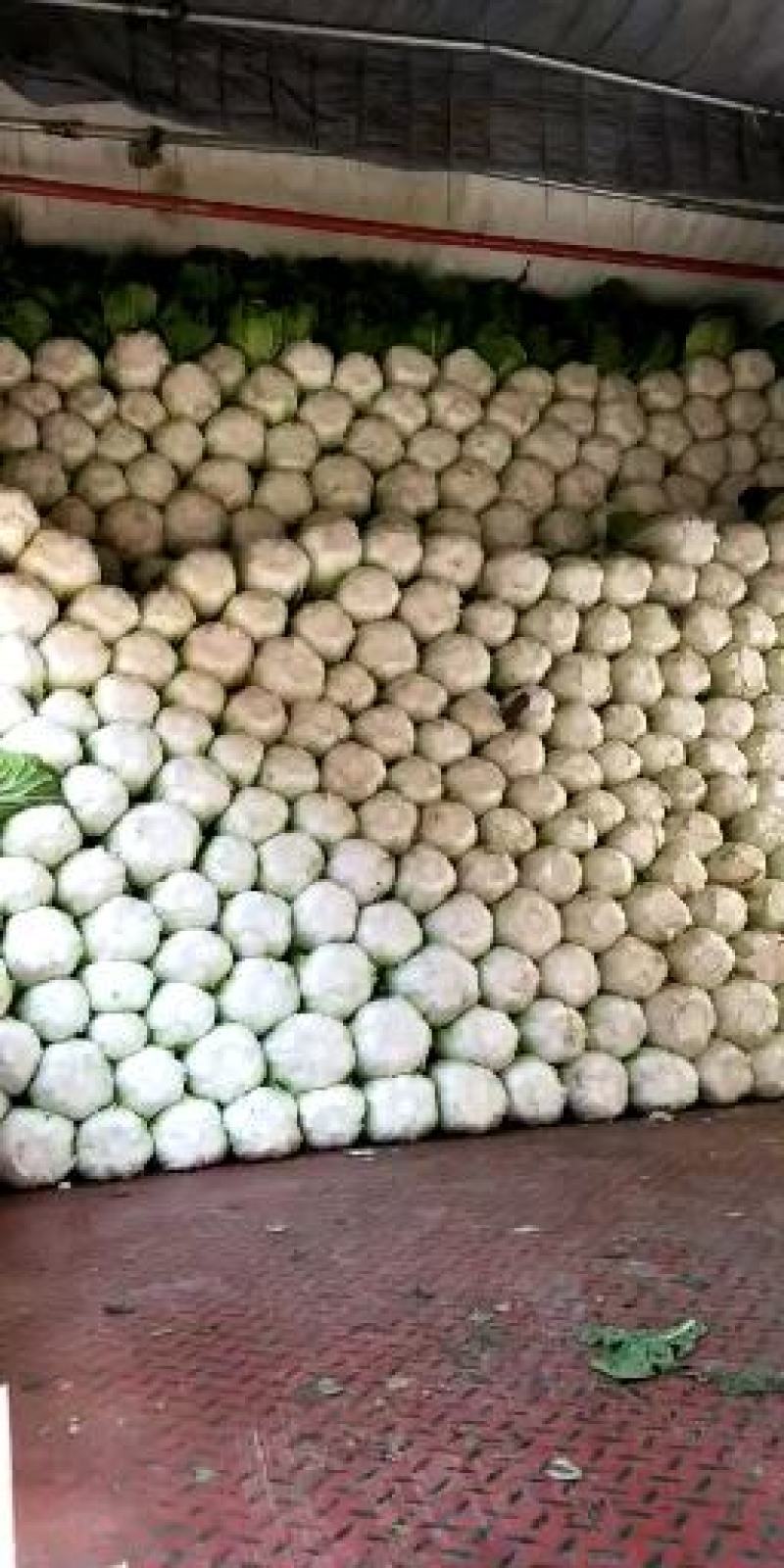 黄心菜白菜4~6斤净菜质量保证现采现发