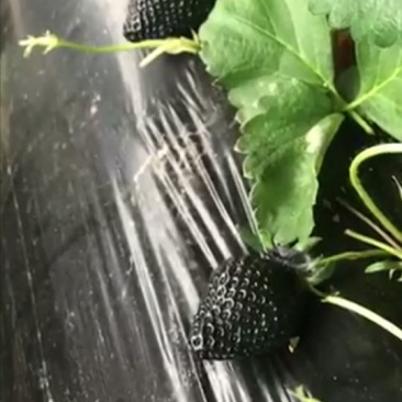 黑巴克草莓苗优质草莓苗供应基地黑草莓苗批发