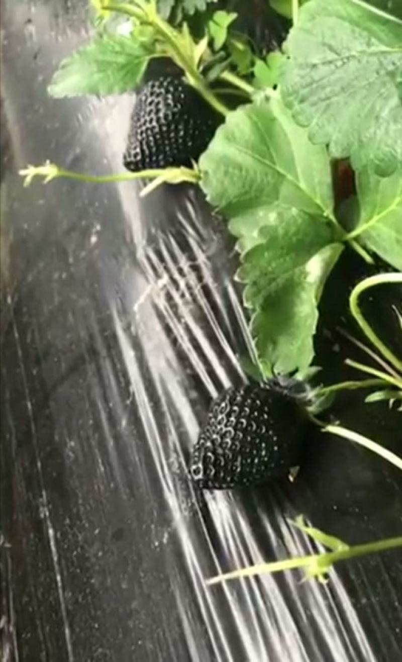 黑巴克草莓苗优质草莓苗供应基地黑草莓苗批发