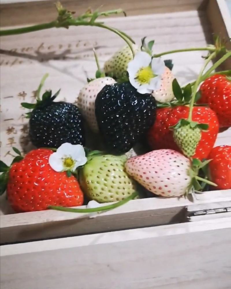 黑巴克草莓苗优质草莓苗供应基地黑草莓苗批发