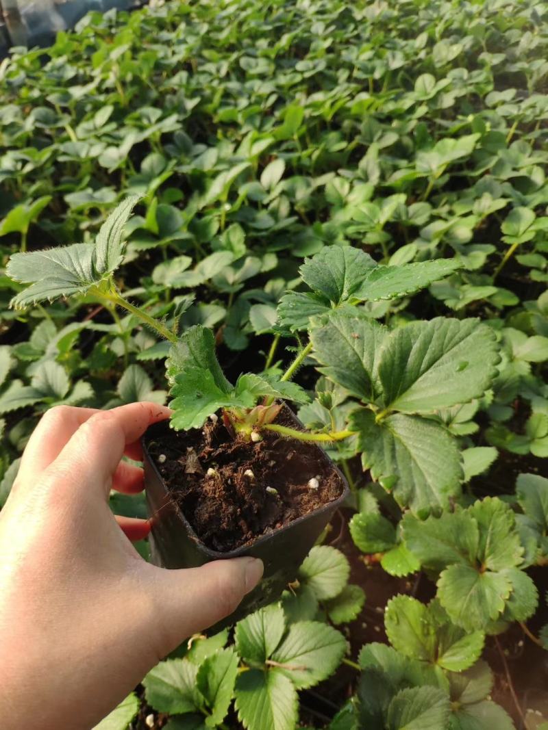 黑巴克草莓苗优质草莓苗供应基地黑草莓苗批发