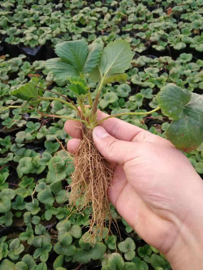 黑巴克草莓苗优质草莓苗供应基地黑草莓苗批发
