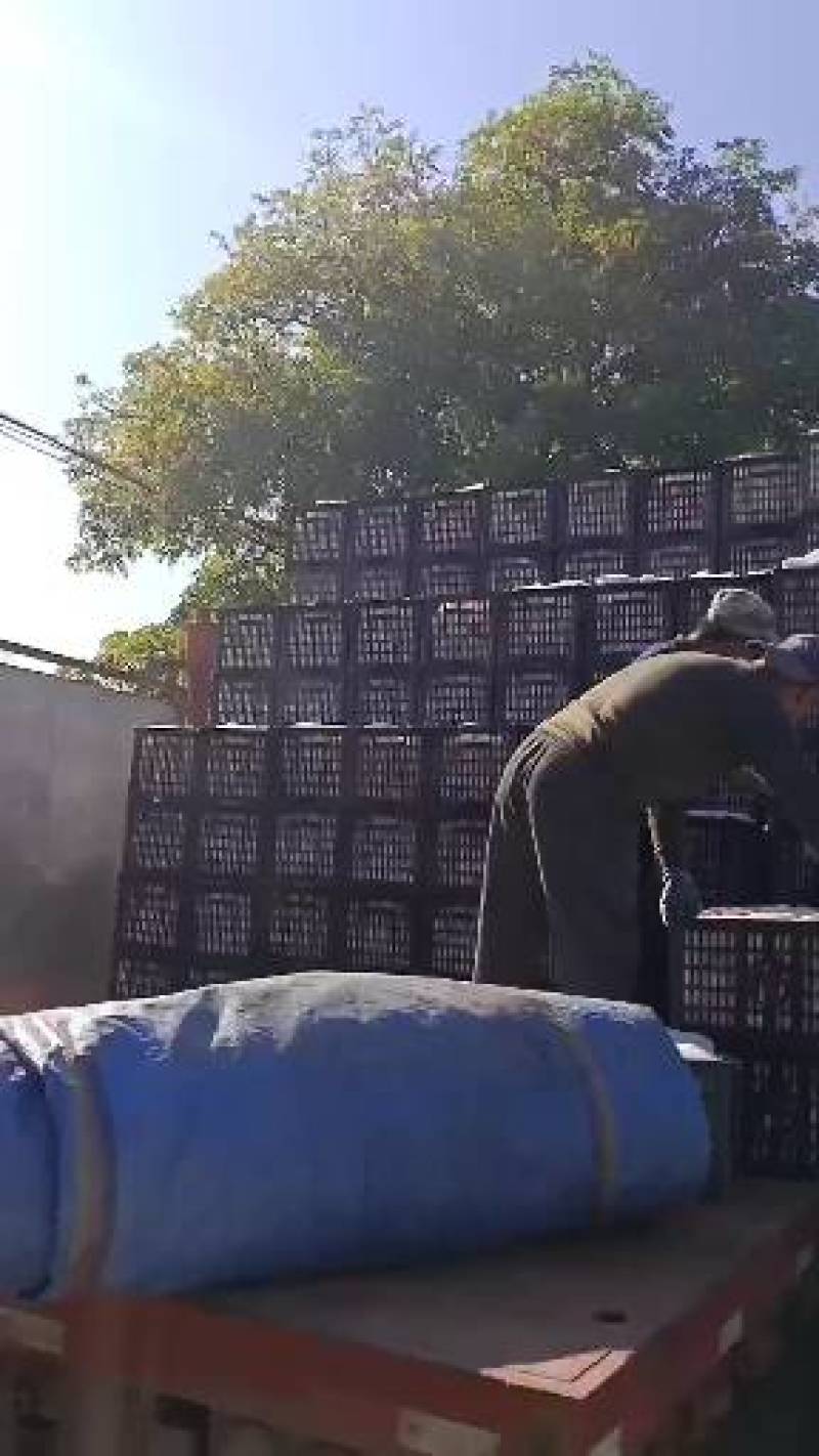 宁夏精品套袋红富士苹果大量上市需要的客商前来
