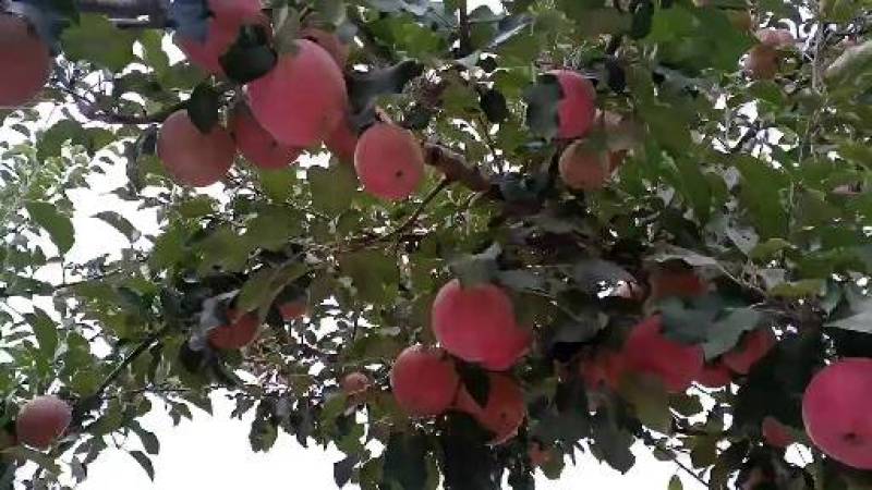 宁夏精品套袋红富士苹果大量上市需要的客商前来