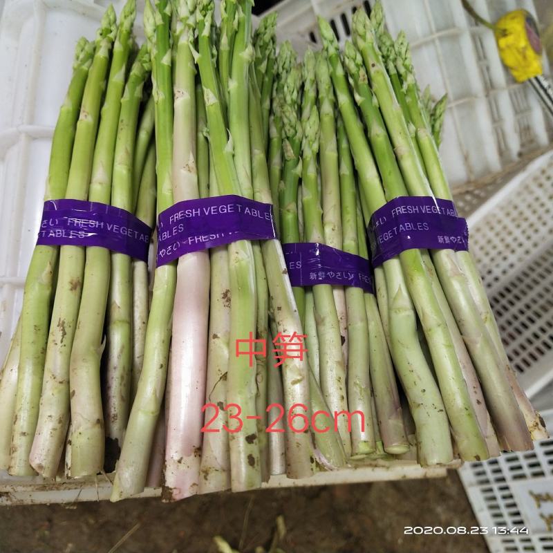 新鲜芦笋自家种基地每天现摘秋芦笋预定中，欢迎各位老