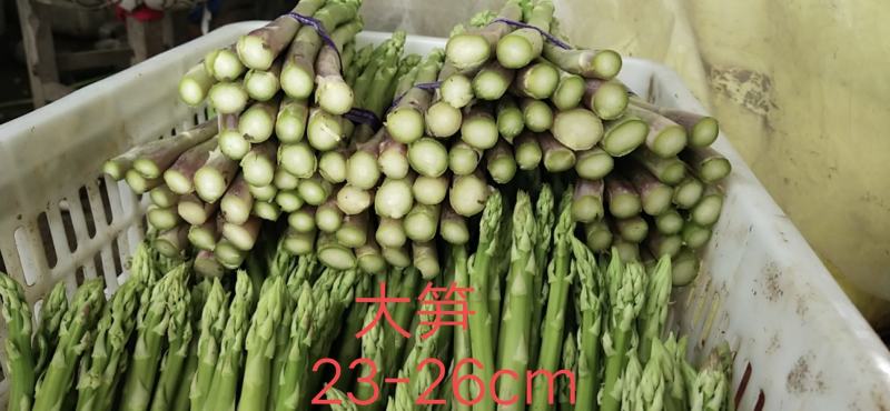 新鲜芦笋自家种基地每天现摘秋芦笋预定中，欢迎各位老