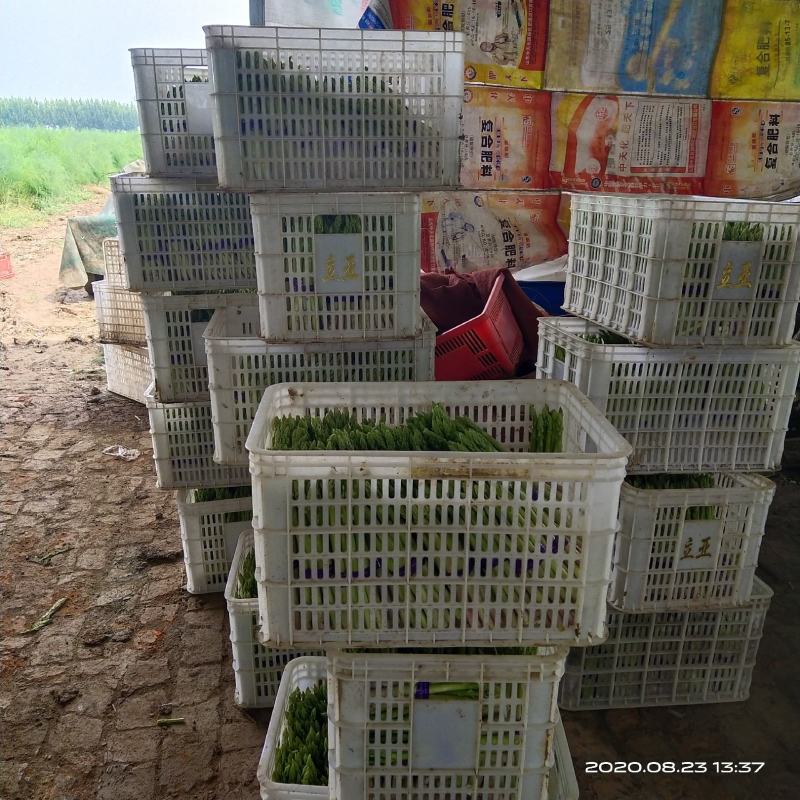 新鲜芦笋自家种基地每天现摘秋芦笋预定中，欢迎各位老