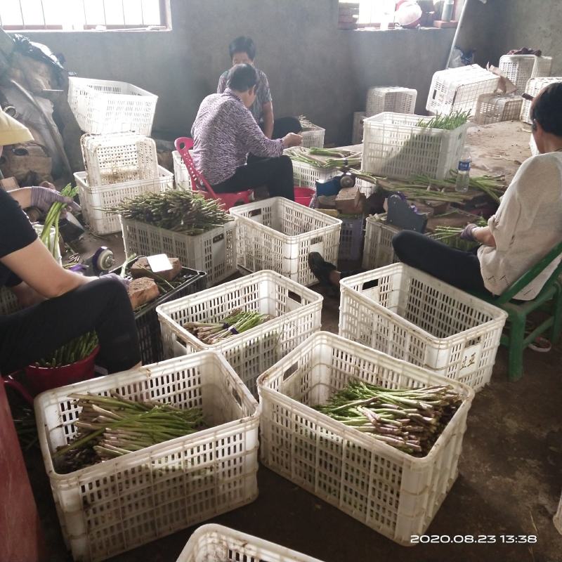新鲜芦笋自家种基地每天现摘秋芦笋预定中，欢迎各位老