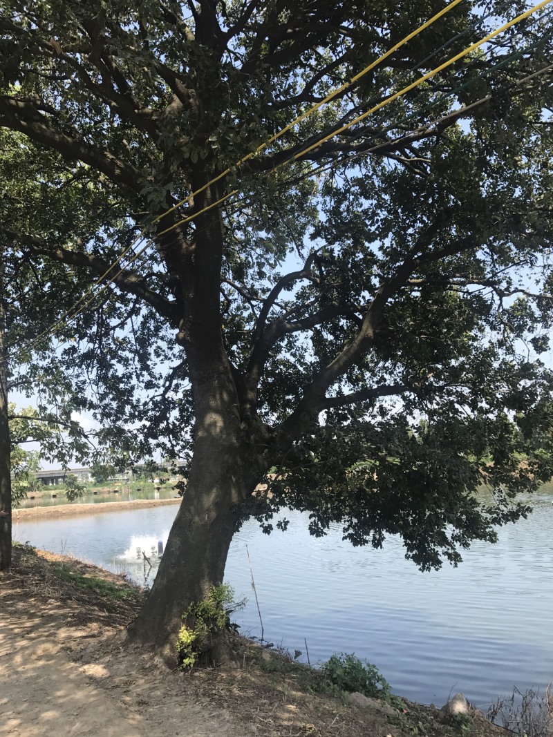 两棵70分左右大朴树