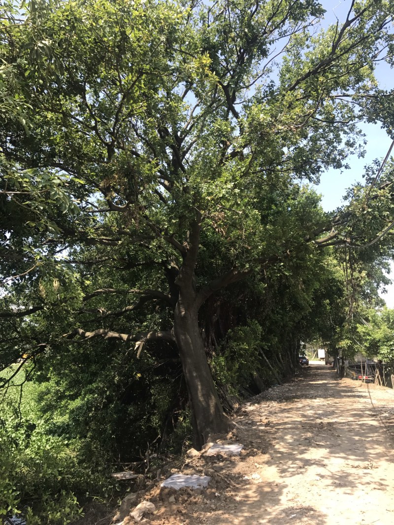 两棵70分左右大朴树