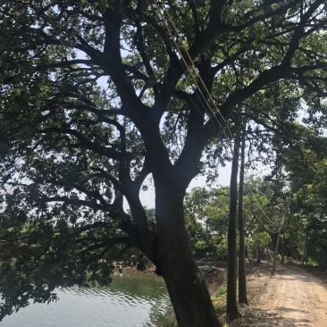两棵70分左右大朴树