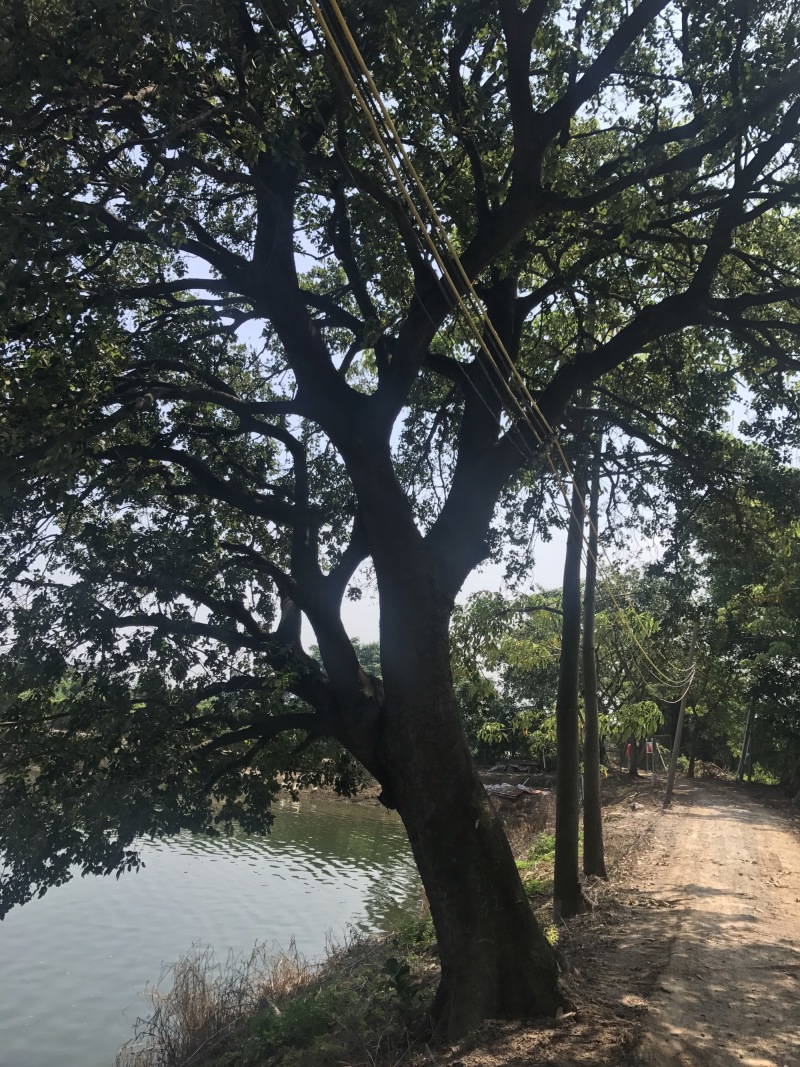 两棵70分左右大朴树