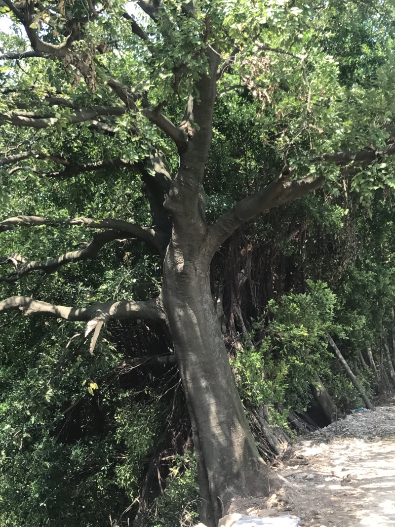 两棵70分左右大朴树