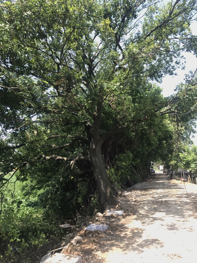 两棵70分左右大朴树