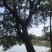 两棵70分左右大朴树