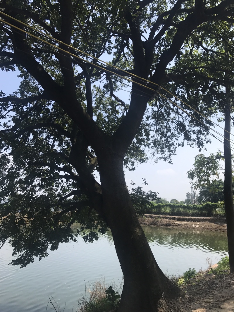 两棵70分左右大朴树