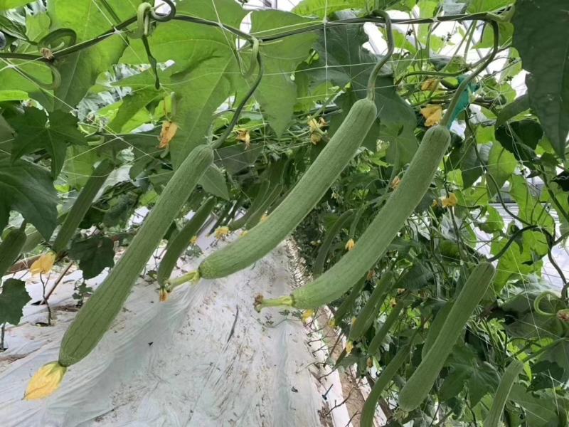 杂交绿皮丝瓜种子乾德爱瑞丝瓜条长35—40厘米
