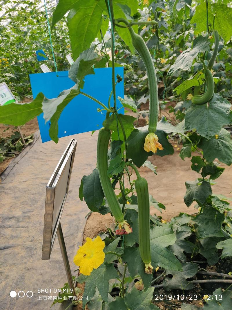 杂交绿皮丝瓜种子乾德爱瑞丝瓜条长35—40厘米