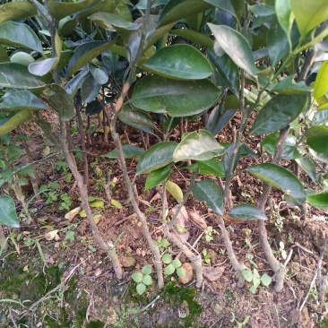 萝岗橙脐橙红江橙苗