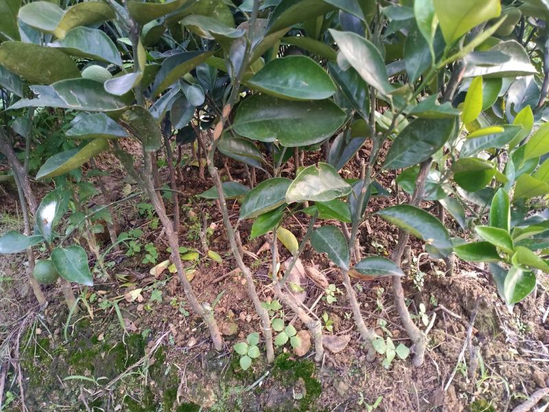 萝岗橙脐橙红江橙苗