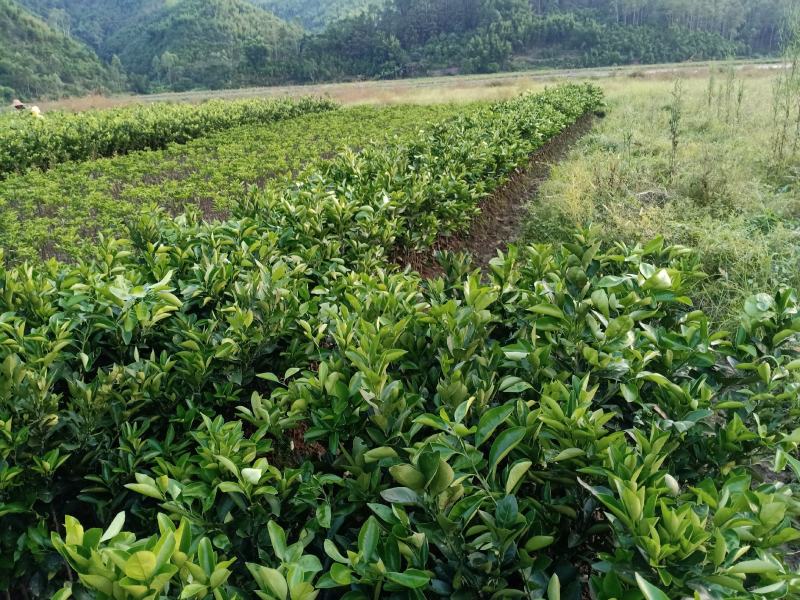 萝岗橙脐橙红江橙苗