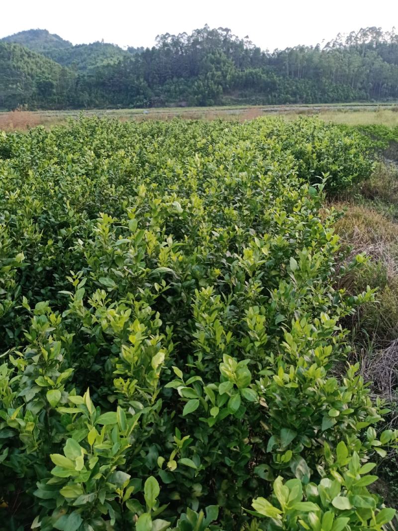 萝岗橙脐橙红江橙苗