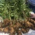 白术种苗/改良白术苗价格/改良白术芽子批发厂家