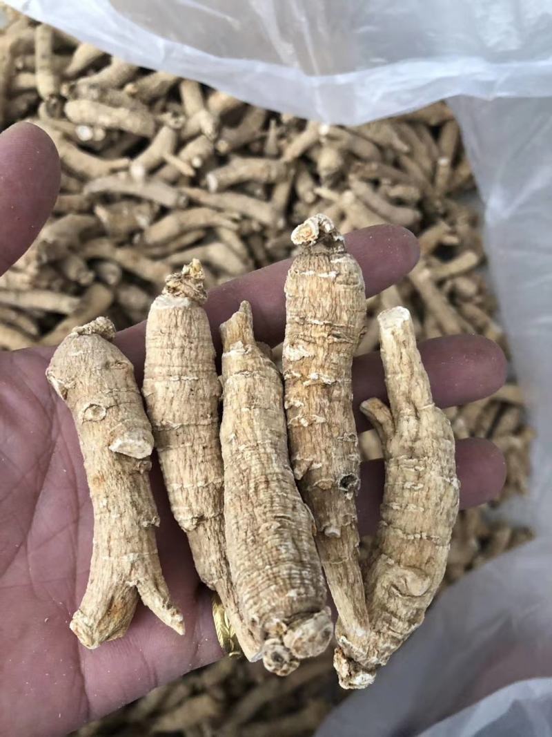西洋参精品西洋参条10克一条长短都有货价格实惠