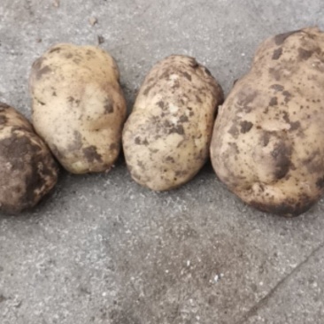 大量出售226，希森。斯兰特，荷兰暑