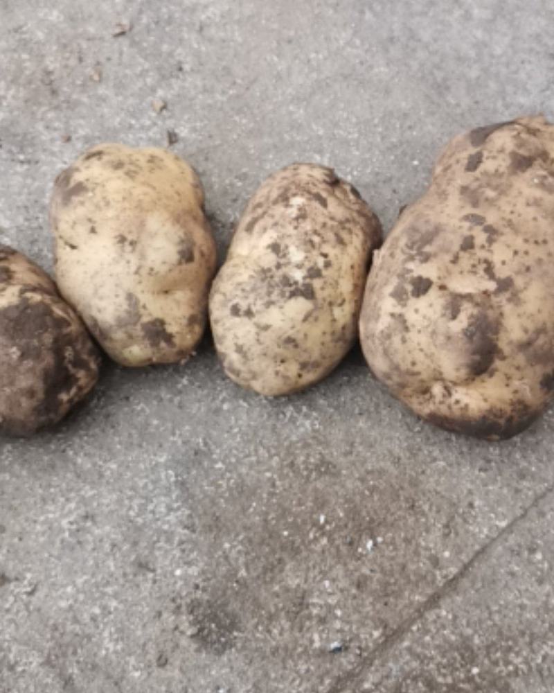 大量出售226，希森。斯兰特，荷兰暑