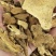 【文斌药业】炒白术两年片过筛货大统货地道药材