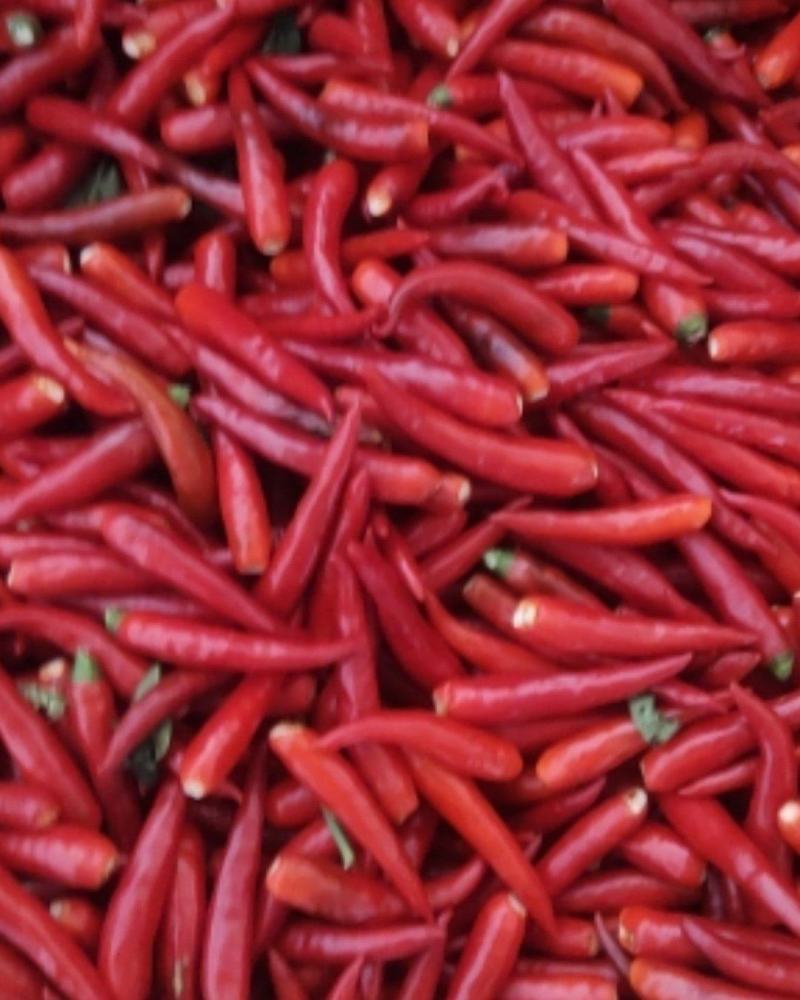 大量供应天宇，精品辣椒
