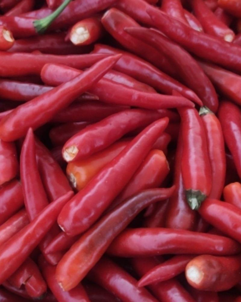 大量供应天宇，精品辣椒