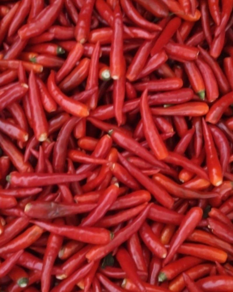大量供应天宇，精品辣椒