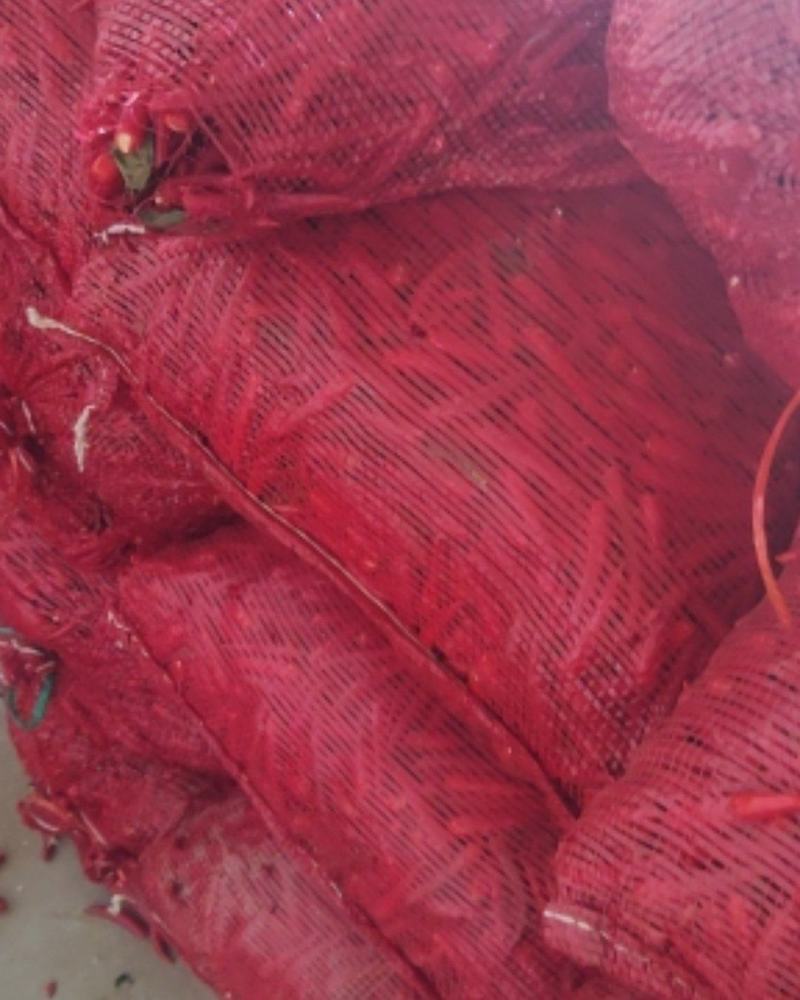 大量供应天宇，精品辣椒